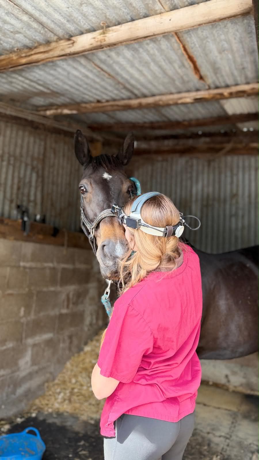 Sophie examining a horse in the stable